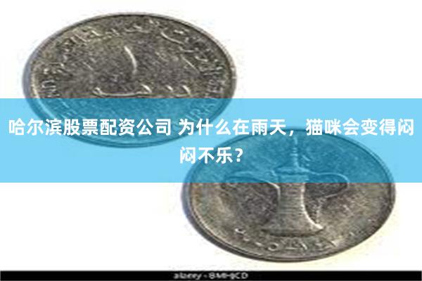 哈尔滨股票配资公司 为什么在雨天，猫咪会变得闷闷不乐？